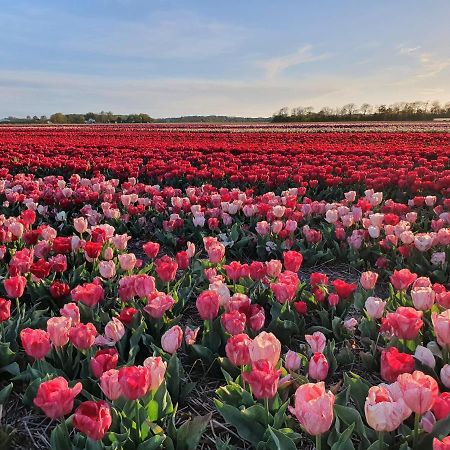 Buitenhuis Egmond เอ็กมอนด์ อาน เดน ฮูฟ ภายนอก รูปภาพ